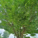 소풍길 들꽃산책 / 강좌번호 4 | 강천섬 여주 갈만한곳 소풍 힐링 장소 추천