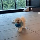 울산유치원 | 울산애견유치원 후기 “바비브라운 비숑프리제”