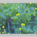 화분인간 이미지