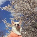 봄이 왔나 봄 이미지