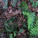 선의농원 이미지