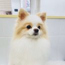 댕편한세상 이미지