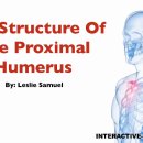 상완골 근위부 (Structure Of The Proximal Humerus) 이미지