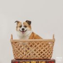 광희 | 광희네 반려동물티셔츠 맞춤 커스텀 주문제작 리뷰