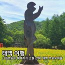 와포햇살 영농조합법인 | 2026 태백 해바라기축제 일정 입장료 운영시간 주차 구와우마을 총정리