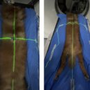 로얄동물암치료센터 이미지