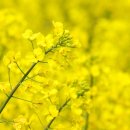 연지상점가 이미지