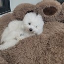 블루멍S 이미지