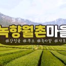 녹향월촌마을 여행: 푸른 녹차 향기가 가득한 달빛 아래 마을 이미지