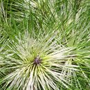 황금 소나무 이미지