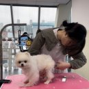 벤자민펫미용학원 이미지