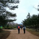 천년비자 이미지