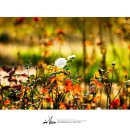 참사랑안경 이미지