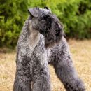 댄디농장 이미지