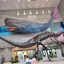 서대문자연사박물관 이미지