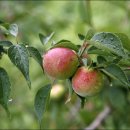 오렌지 농장 이미지