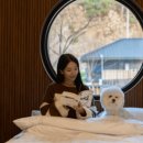 풀스테이스테이펫홍천 이미지