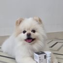 강아지 치매 영양제 먹여봤어요 밤마다 뒤척이던 노령견 변화 후기