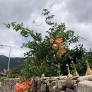 달빛미소 이미지