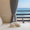 해뜨는창문애견동반오션뷰펜션