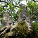 도심다원 | '생방송 투데이' 3GO 여행! 초록빛 힐링, 하동 도심다원 방문 후기