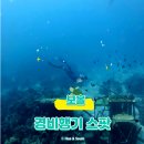 다이빙스팟 | 보홀 경비행기 스팟 프리다이빙 후기 ｜경비행기 포인트 위치·수심·촬영 팁 총정리