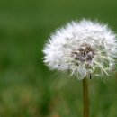 민들레 이미지