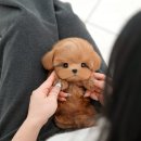 곡성-154 | 곡성강아지분양 함께 내린 따뜻한 결정