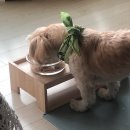 광주다온동물병원 이미지