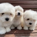 청주 강아지 분양 리몽드 퍼피 켄넬 | 청주 강아지 분양 리몽드 퍼피 켄넬 건강한 반려견 맞이하기 위한 필수 체크리스트와 올바른 준비 방법