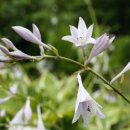 솔방솔방 이미지