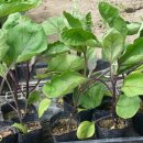 소목원2농장 이미지