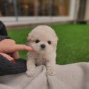 데려오개 이미지