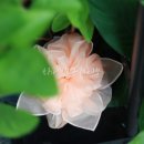 보자기 꽃이 피었습니다 이미지