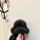 리틀 포레브 이미지