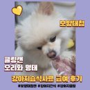 보양푸드 | 보양대첩캔 후기, 루이가 맛있게 먹은 강아지쿨링 습식간식