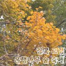대구 근교 드라이브 코스 고령 다산 은행나무 숲 축제 후기