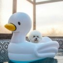 가평노팅힐계곡애견펜션 이미지