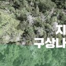 지리산 구상나무의 죽음 이미지