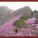 3/29(일요)전국 제일을 자랑하는 진달래꽃산 영취산으로!... 이미지