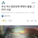 부산서 버스 승강장에 멧돼지 출현해서 사살 이미지