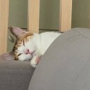 변비 있는 우리집 고양이 위한 수의사 처방 유산균 PRO-5A 후기