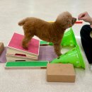 마마스미독펜트하우스 광주애견유치원&애견호텔 본점 | 마마스미독펜트하우스 광주애견유치원&amp;애견호텔 본점 유치원 이용 후기