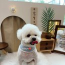 오댕펫살롱
