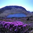 한라산약국 Daum카페