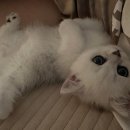 나비야 cat 이미지