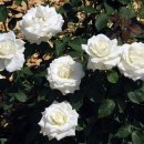 로얄(ROYAL) 이미지