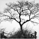 나무와 새 이미지