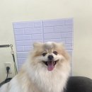깔꼼 애견미용실 이미지