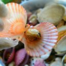 통큰가리비칼국수 이미지